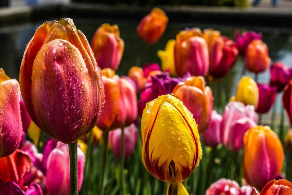 Tulipanes llenos de rocio a punto de florecer